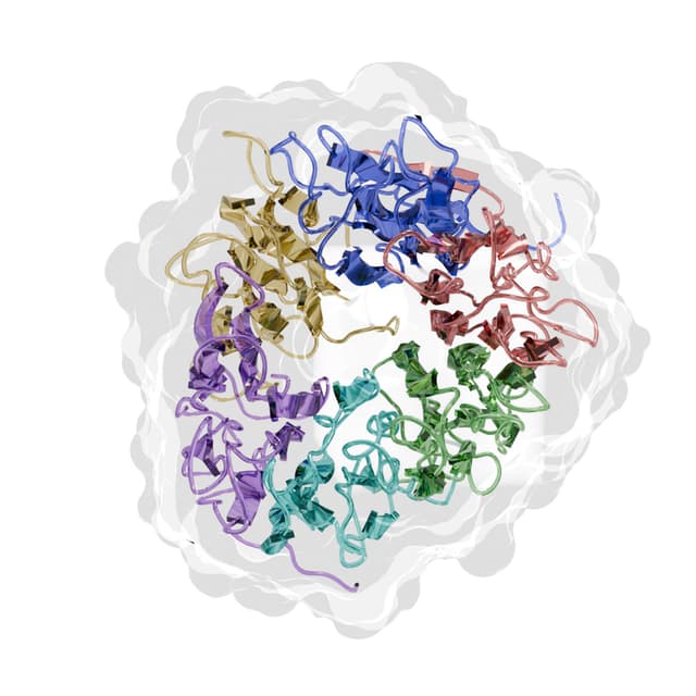 Protein Simulations